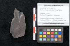 Foto (Objekt + Etikett) von Banksia novae zeelandiae Ettingshausen (NHMW-GEO-2024-0188-10270)
